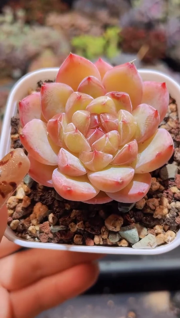 【闪购商品】429璇玑