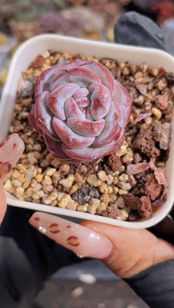 【闪购商品】666霜降