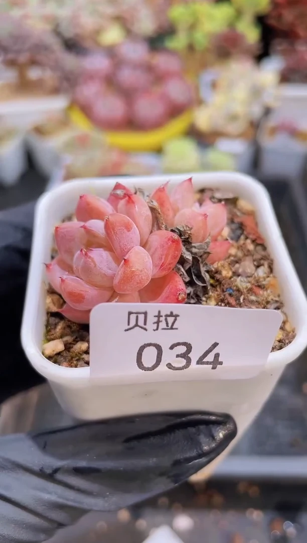 【闪购商品】034如梦令