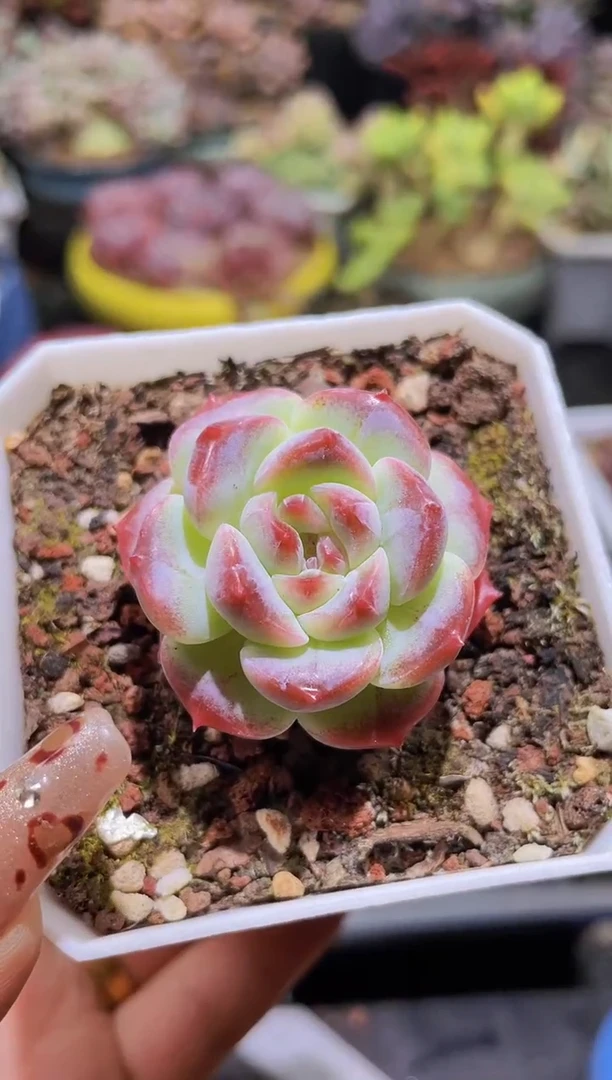 【闪购商品】690朦胧