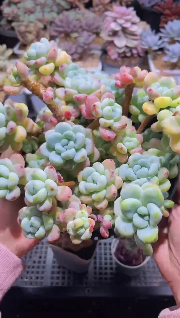 【闪购商品】302罗琦多头群生