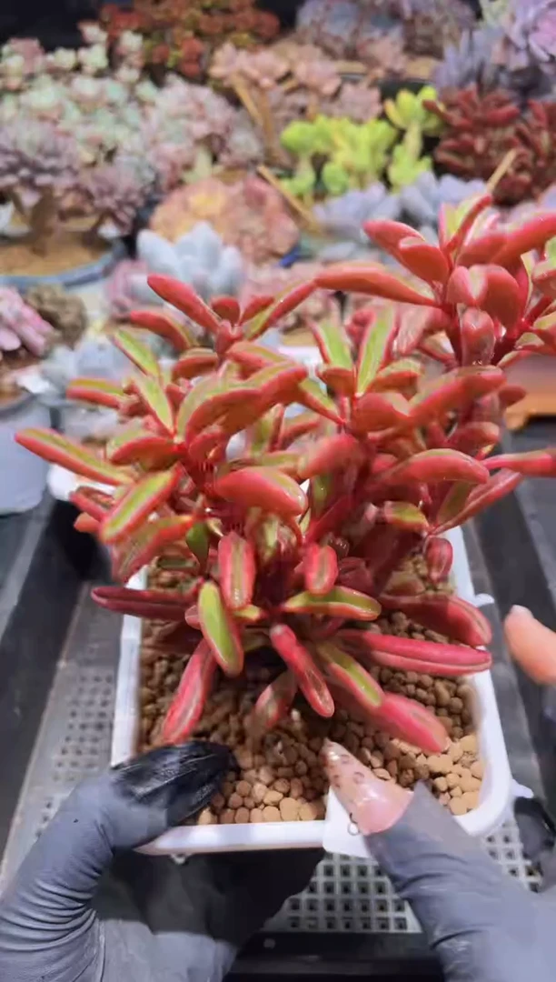 【闪购商品】834红贝椒草