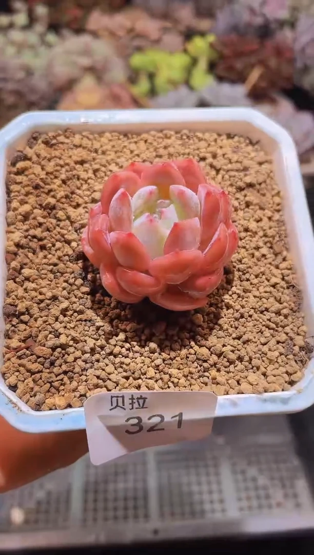 【闪购商品】321花样