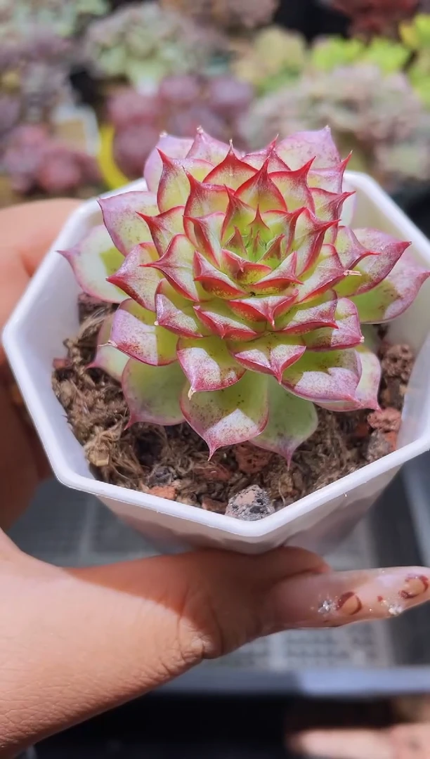 【闪购商品】152海胆玫瑰