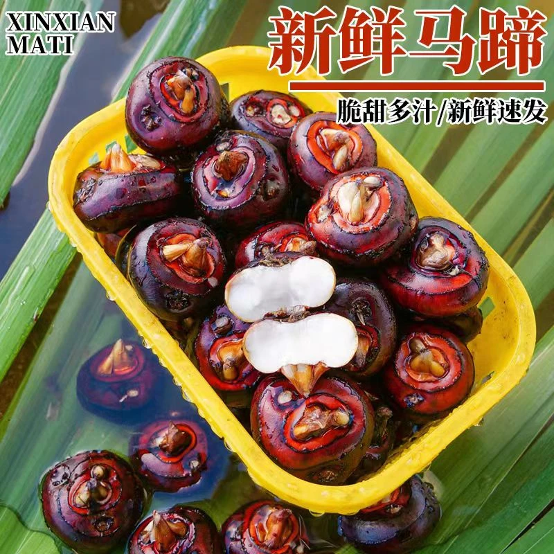 马蹄荸荠湖北现挖新鲜当季水果荠孛马蹄珍珠果清甜多汁农产品