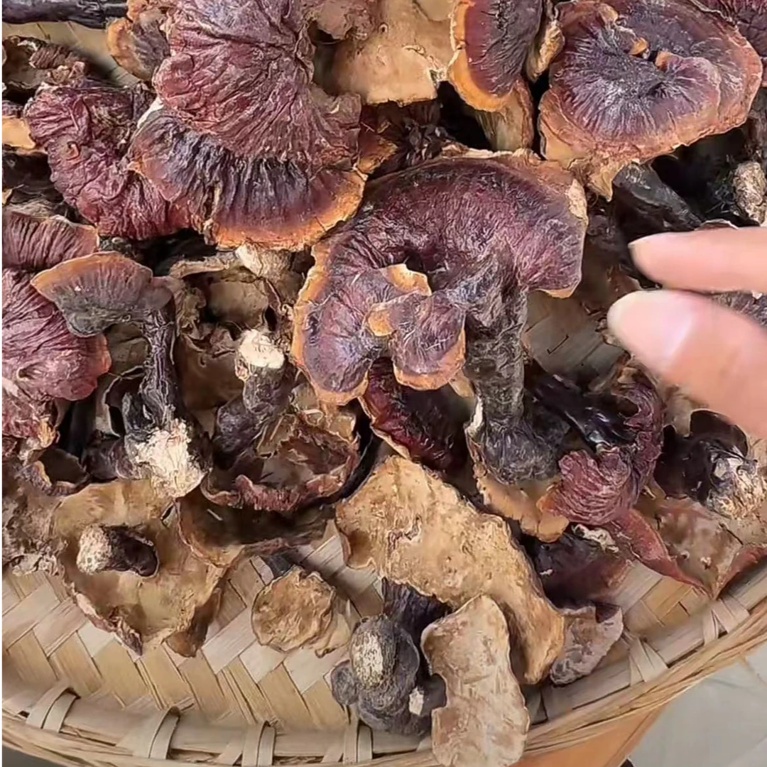 【西藏野生白肉灵芝】