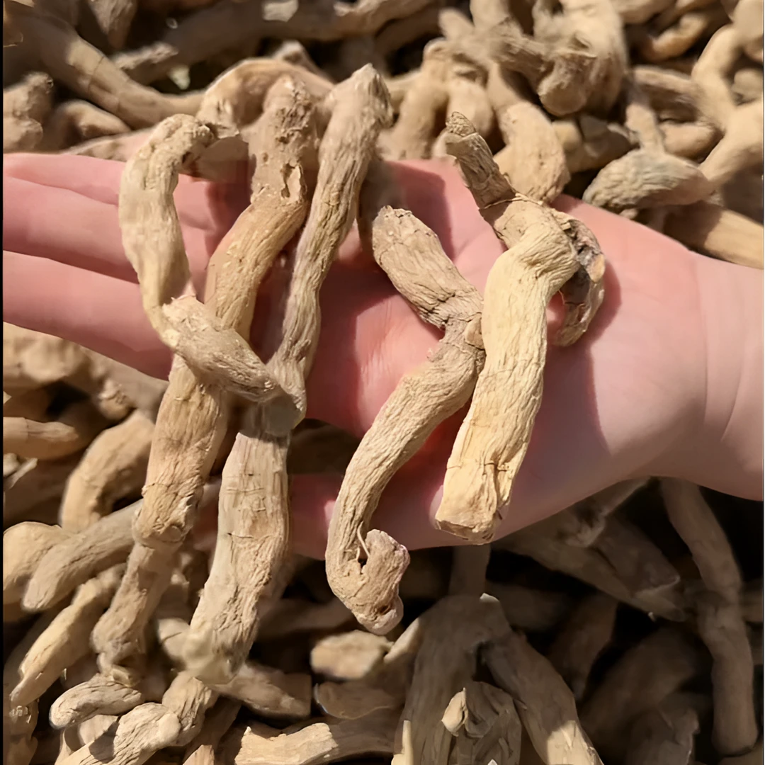 【野生玉竹】