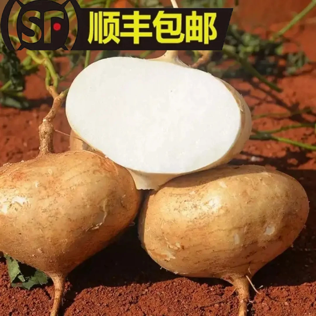【顺丰包邮】地萝卜贵州镇宁当季新鲜沙地地瓜1-9斤脆嫩多汁可生吃