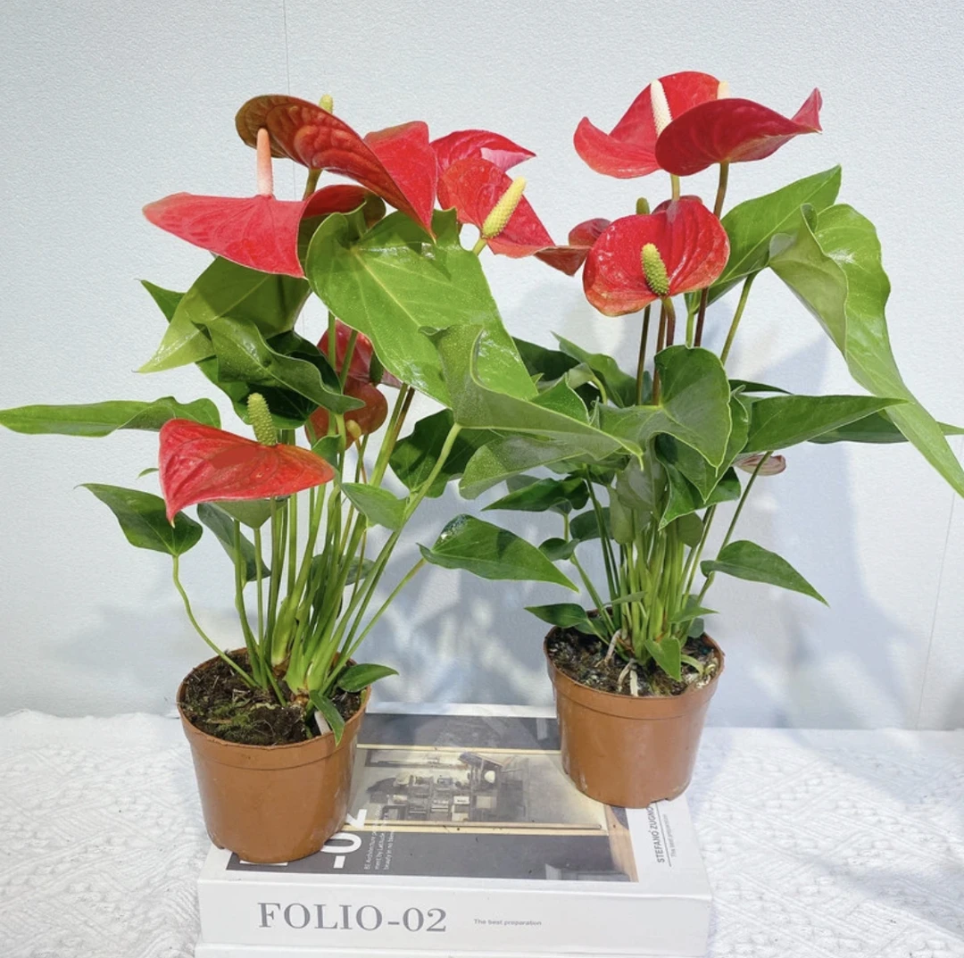 【红掌】室内土培盆栽四季开花植物 好养花期超长