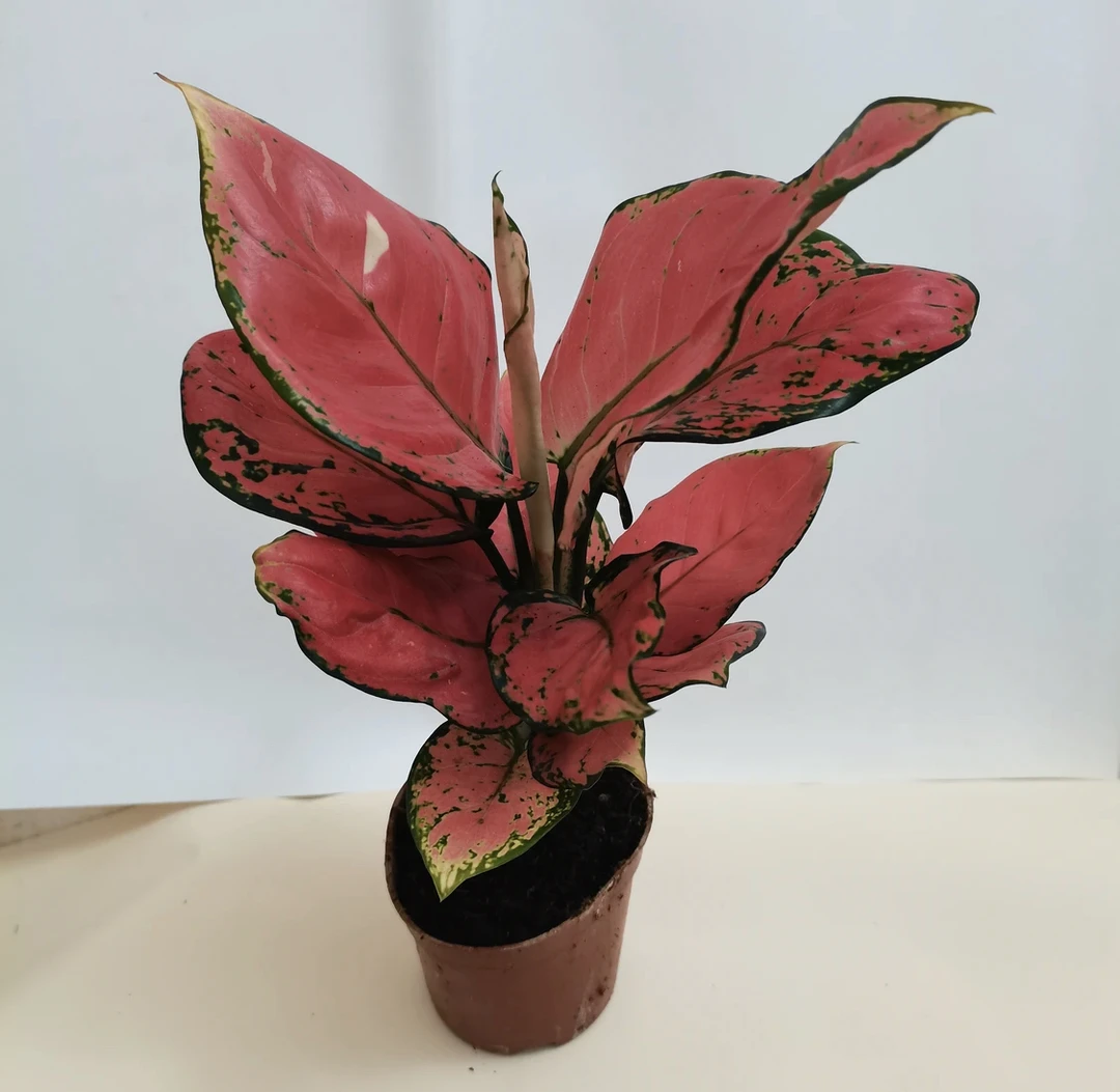 吉利红 红盆单株盆栽四季好养红红火火旺财室内植物