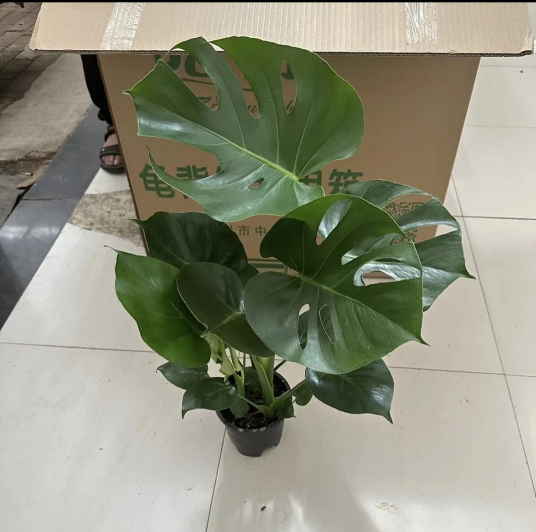 大盆龟背竹 室内空气净化植物四季常绿 旺财好养易打理