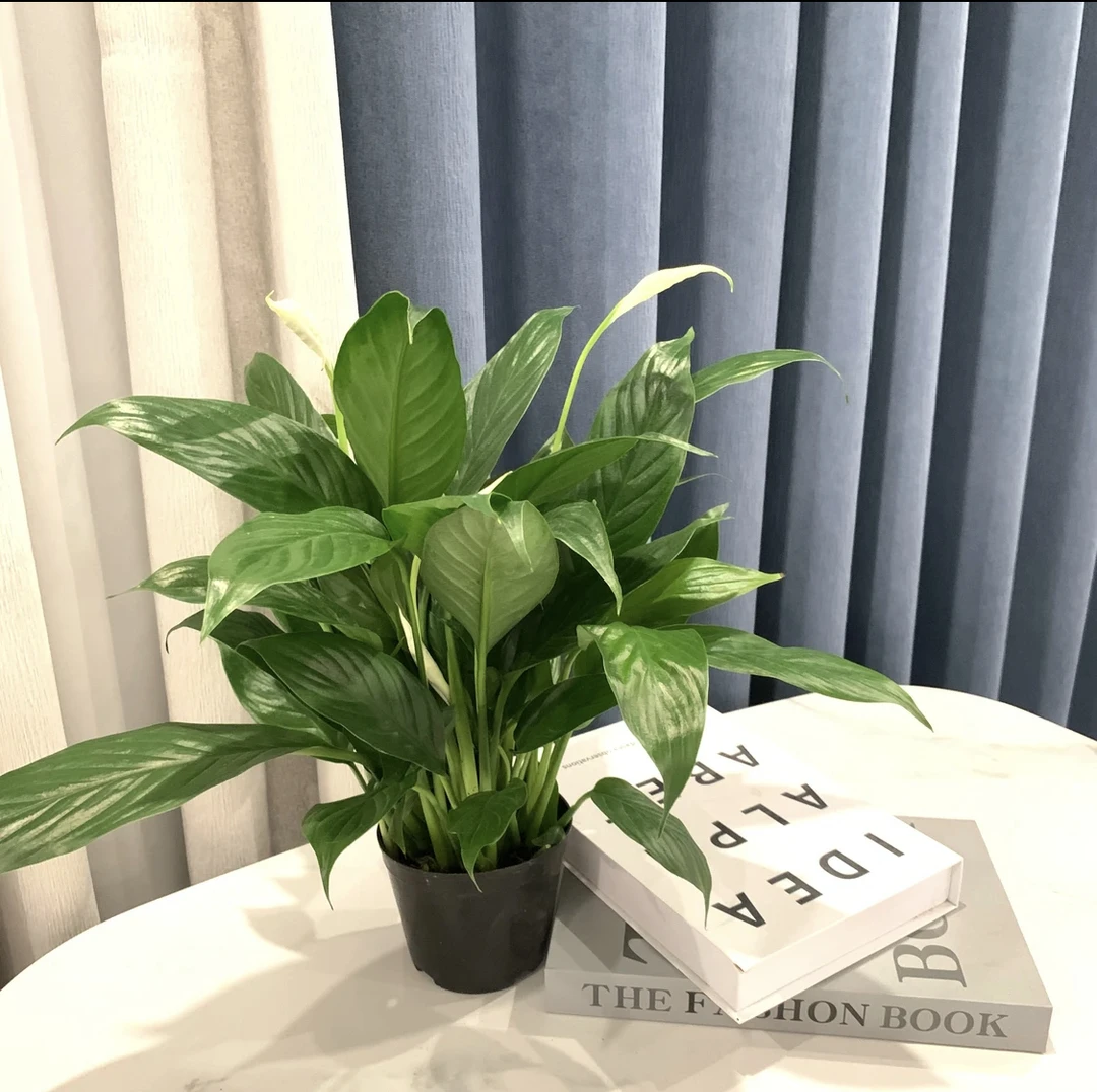 一帆风顺盆栽室内四季开花植物空气净化器除甲醛基地价