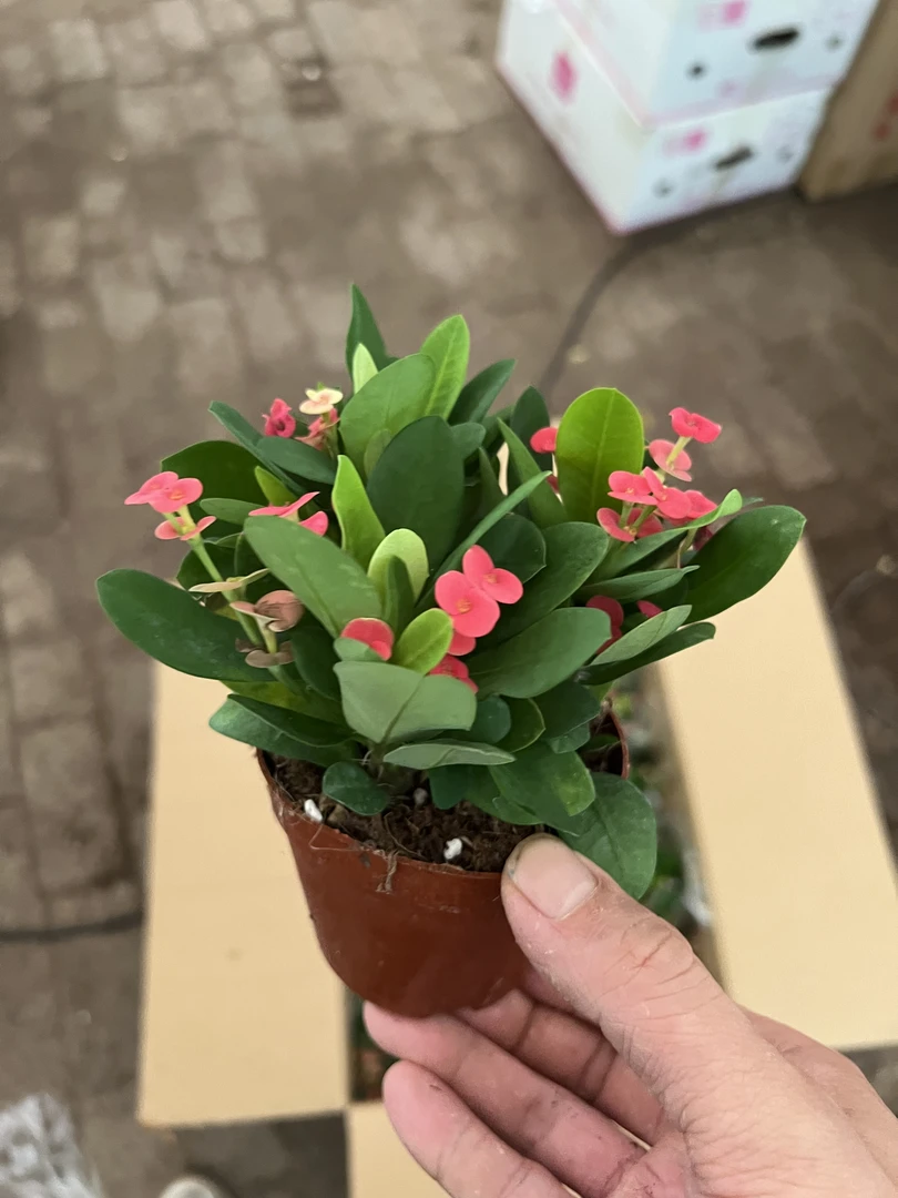 【拍一发4】铁海棠盆栽（俗称虎刺梅）四季开花好养