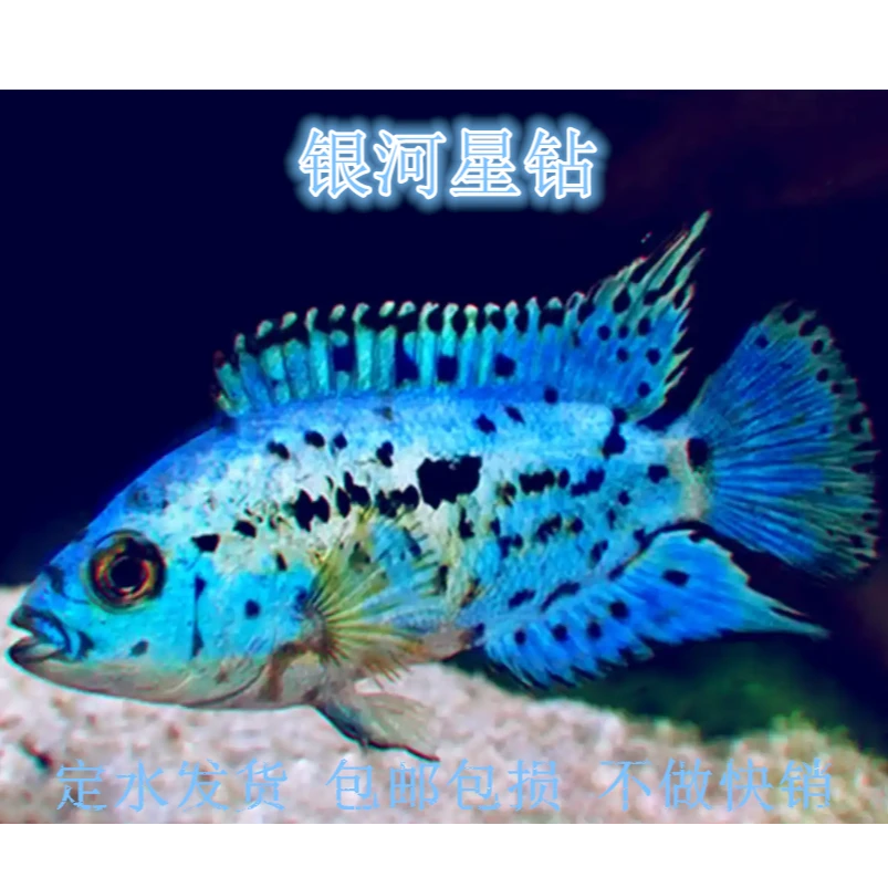 银河星钻鱼短鲷美洲慈鲷鱼三湖慈鲷活体珍珠豹热带观赏鱼新手易养