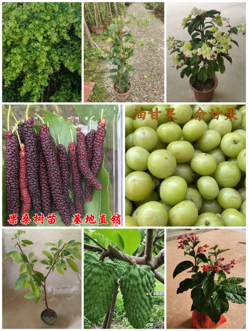 直播专用一物一拍正宗油甘苗释迦苗长果桑夜来香龙吐珠花带土带叶