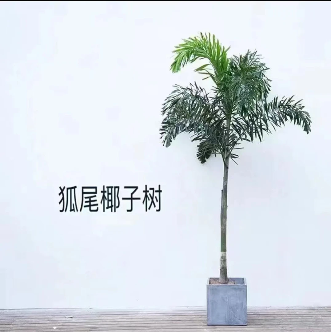 狐尾椰热带植物盆栽室内大型绿植室外阳台庭院绿化网红棕榈椰子树