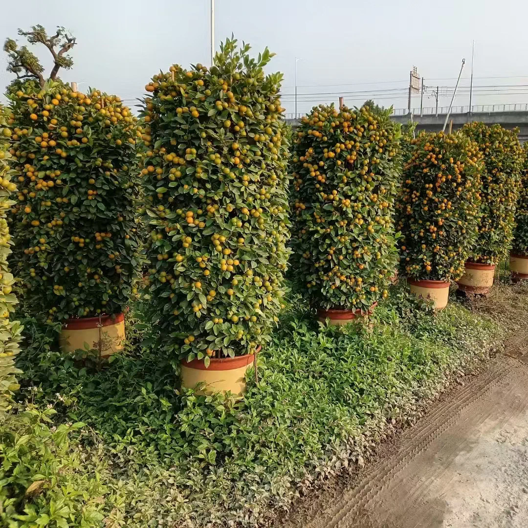 绿植盆景原盆原土包邮到家