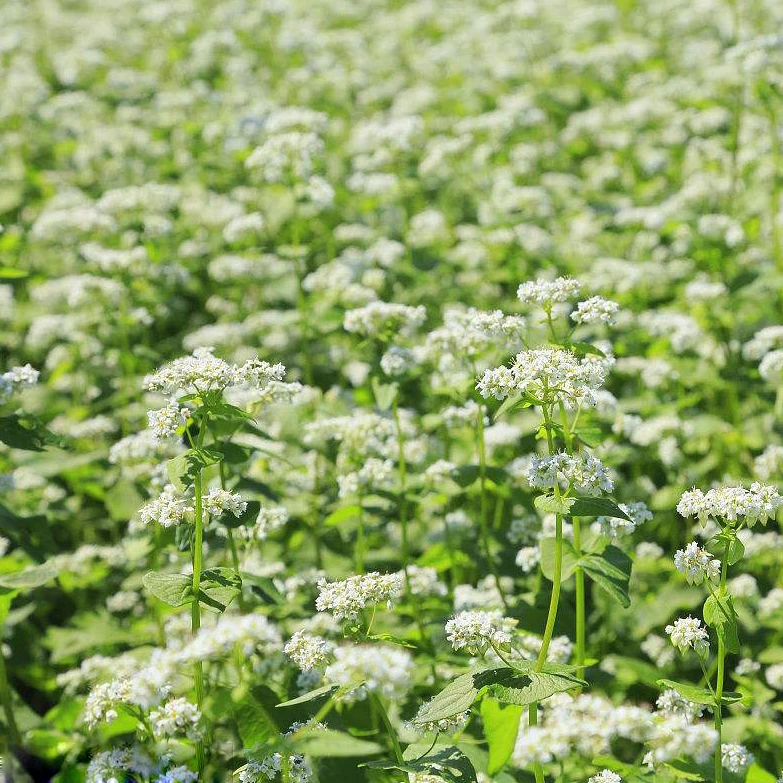 荞麦种子四季易播食用甜苦荞麦三角麦花荞乌麦蜜源植物芽苗菜种籽