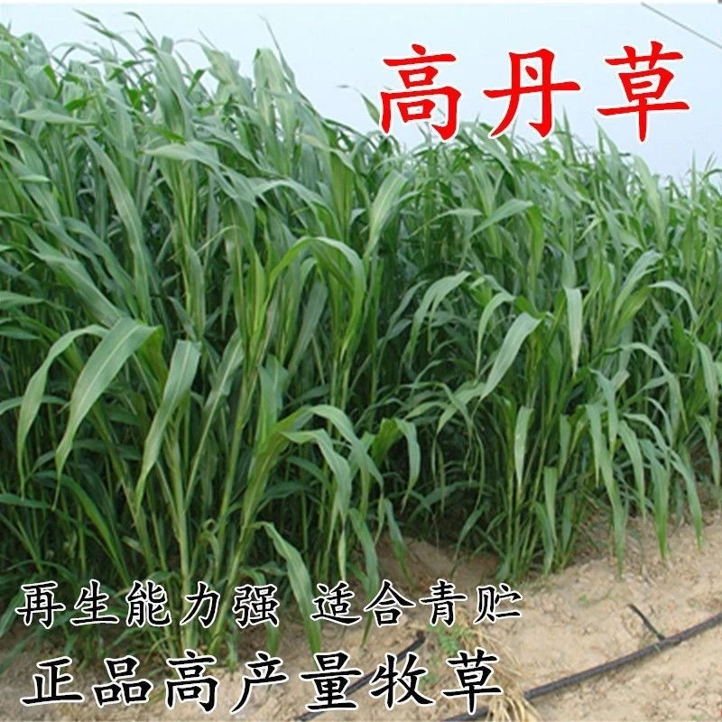 高丹王牧草种子：产量高多茬收割大叶无毛，牛羊猪鸡鸭鱼鹅兔均喜食