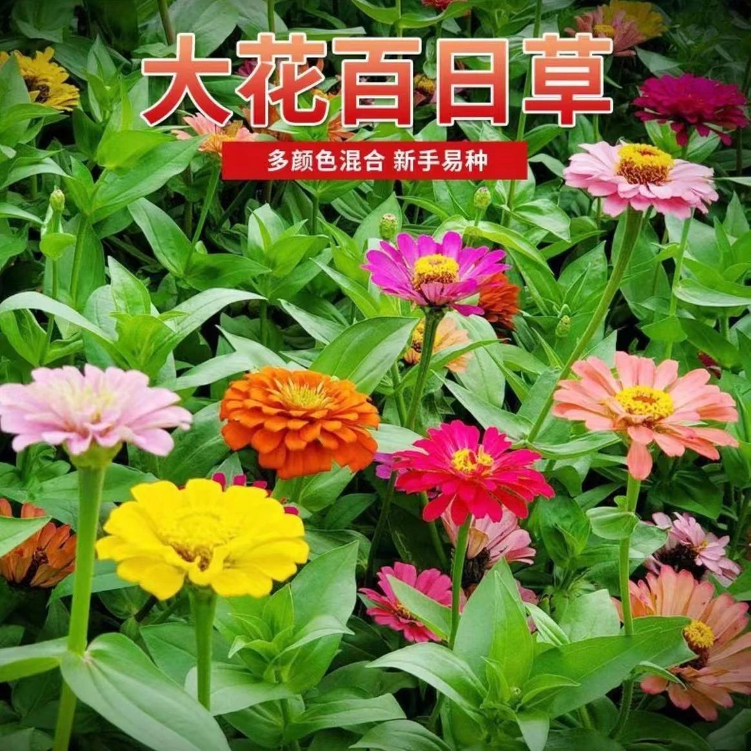 大花百日菊种子百日混色四季易活播种开花不断花籽室外发芽绿化