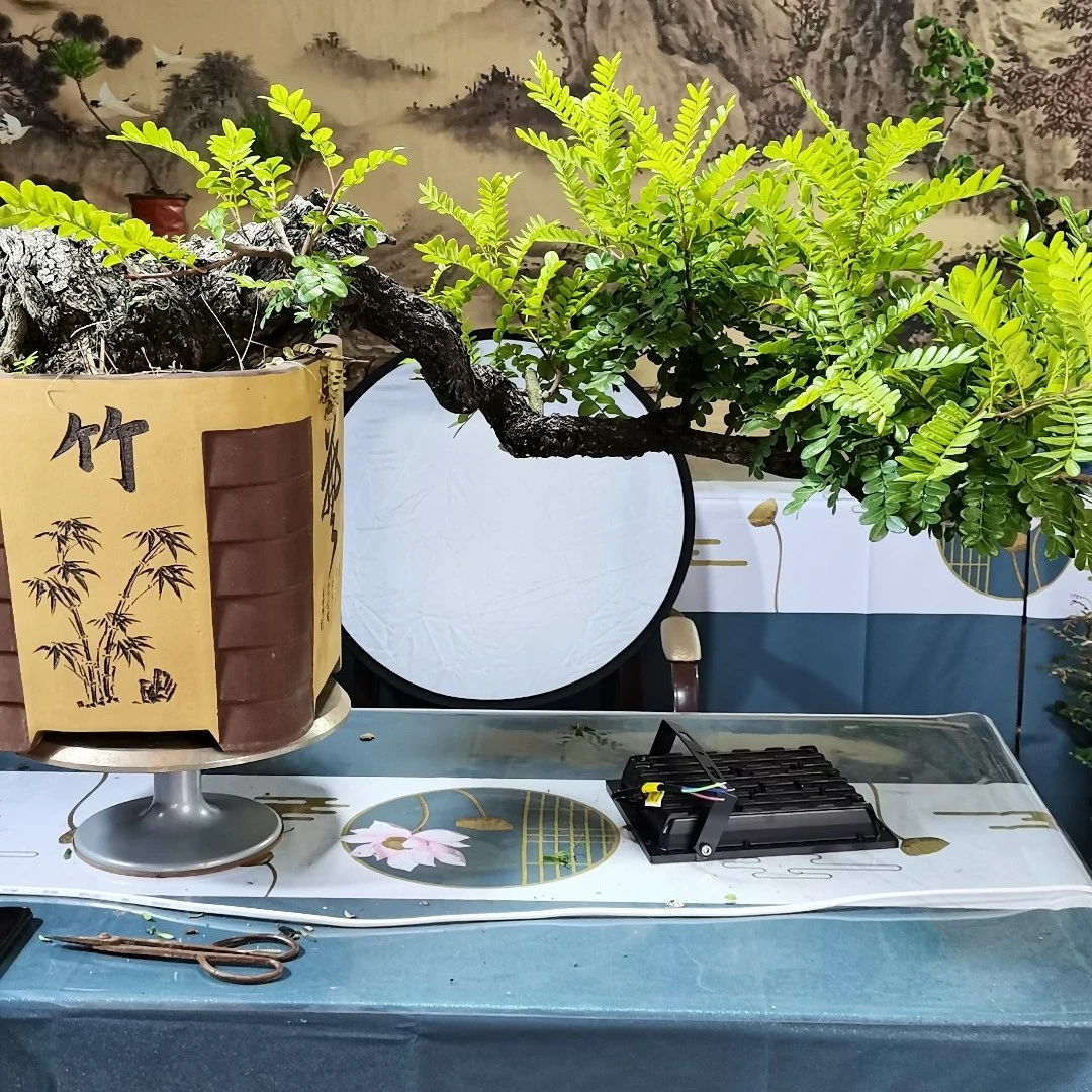 尖叶木樨榄。盆景