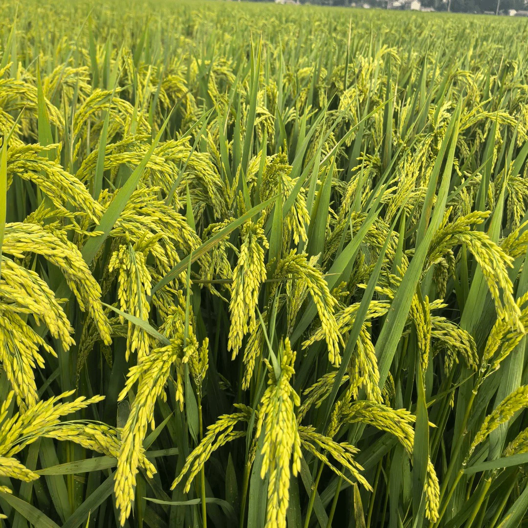 常优粳十号2斤套餐，每穗400-600粒，十万穗1600斤，优质米，抗倒伏