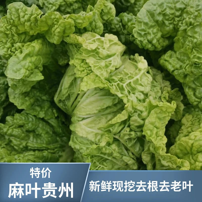 贵州火锅麻叶菜当季大白菜青菜绿色新鲜无筋火锅菜时令鲜蔬