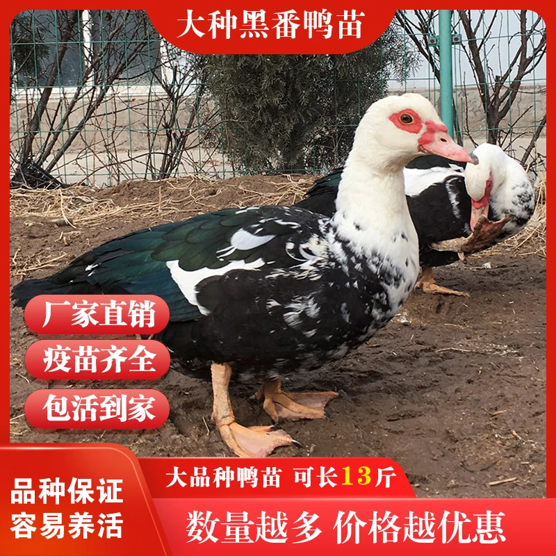 脱温大种黑番鸭苗半斤左右火鸭苗旱鸭西洋鸭苗纯种正宗小鸭子活苗