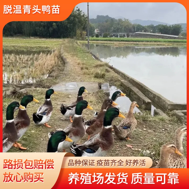 正宗半大脱温大种青头鸭苗小鸭子活苗疫苗齐全可长七八斤8只鸭苗