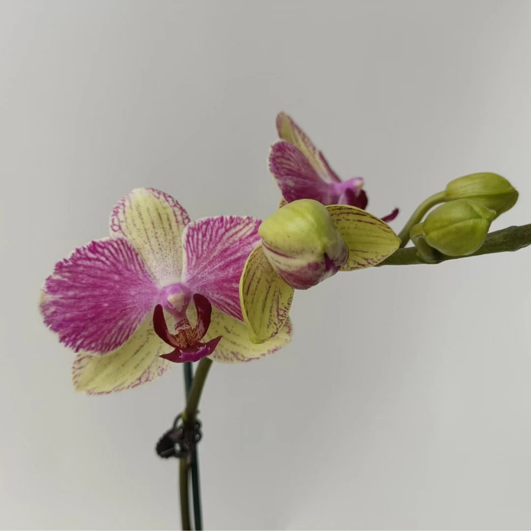 之禾花田蝴蝶兰（双色鸟）