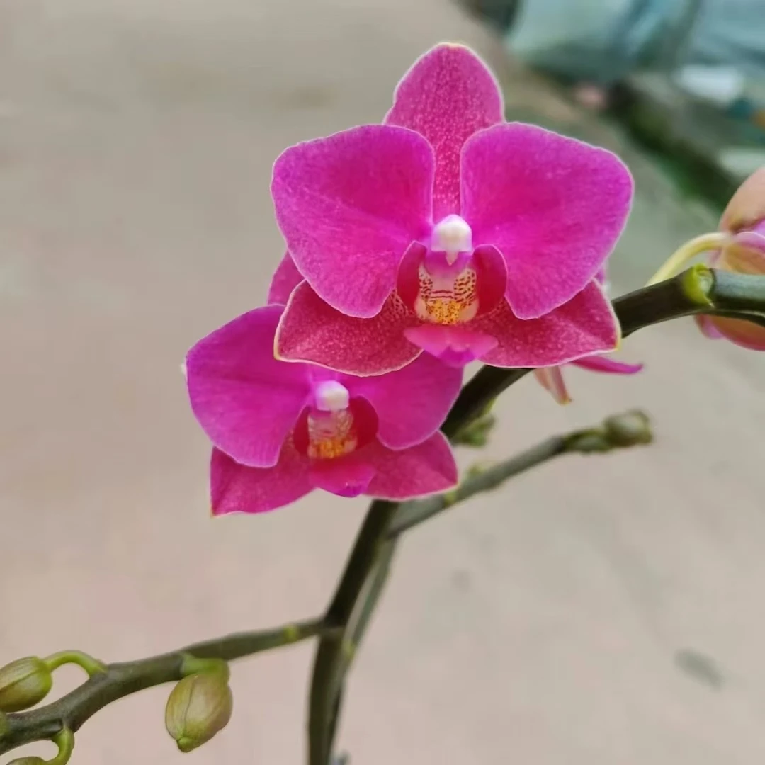 之禾花田蝴蝶兰（满堂红）