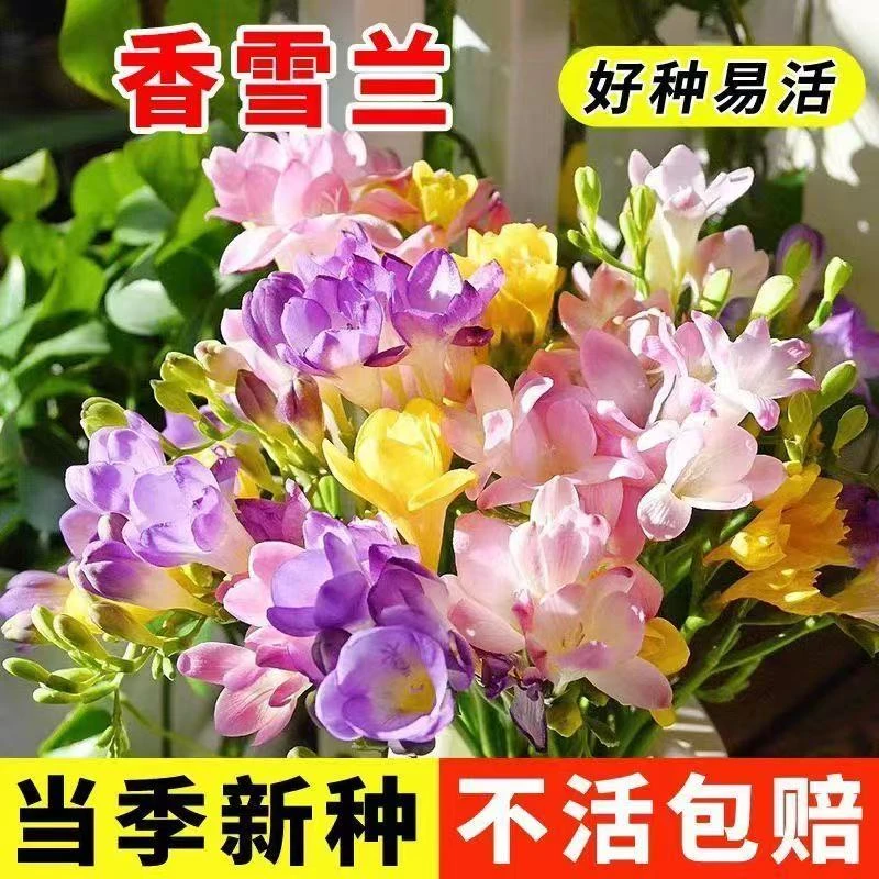 【香雪兰】正宗重瓣香雪兰种球四季开花浓香型花卉种球