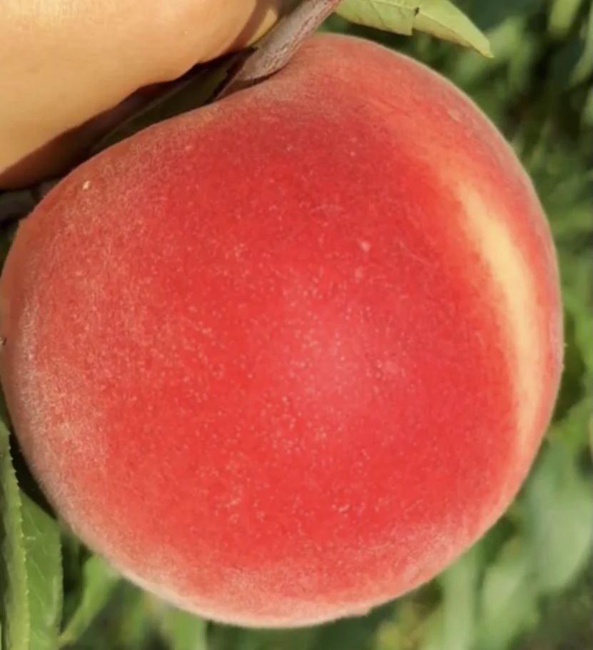 特大秋彤王阳历8月中下旬离核大地庭院种植花园绿植