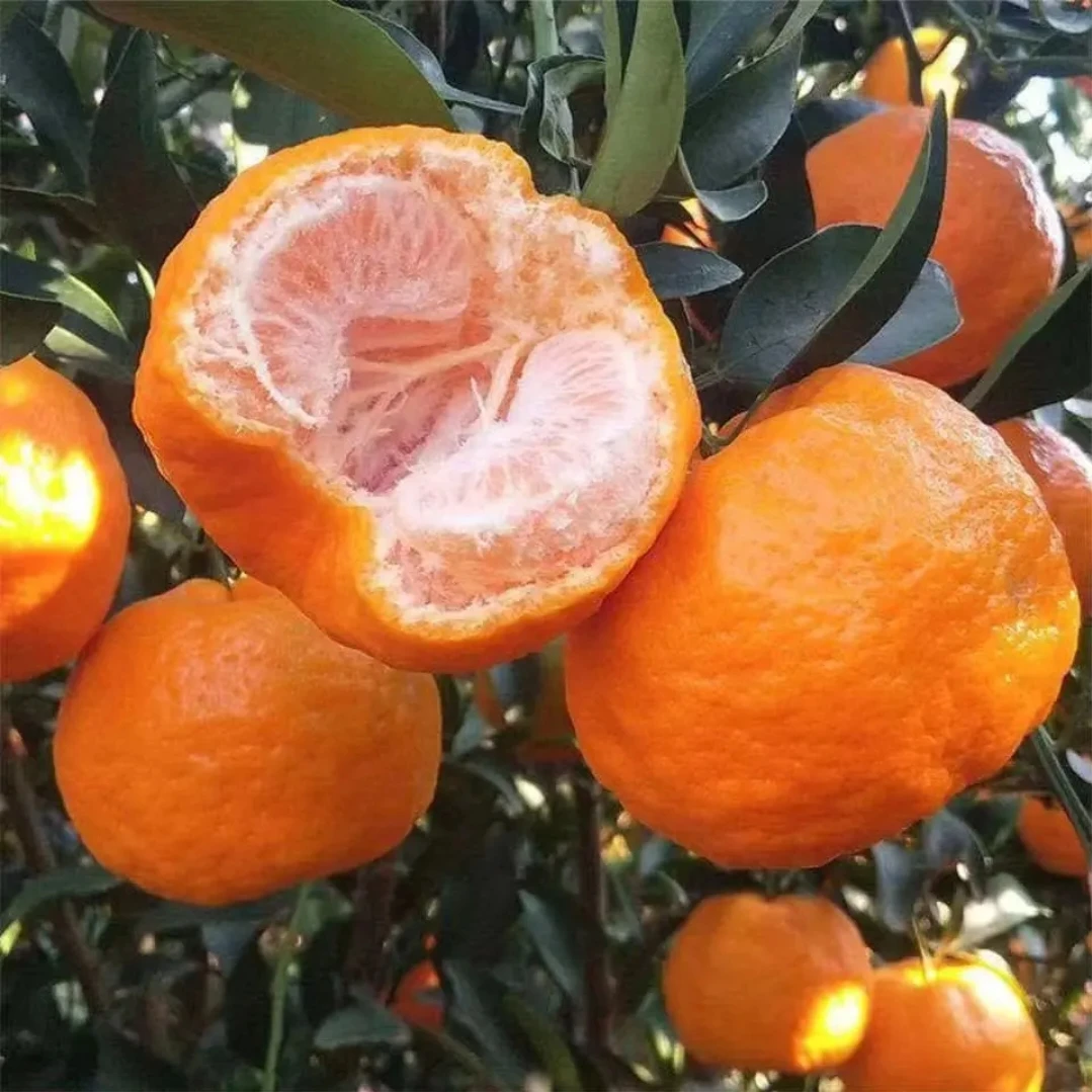 隆老二家四川本地老品种彭甘现摘现发