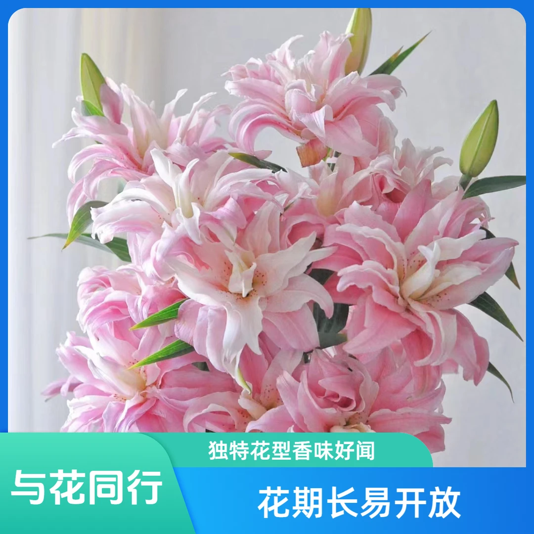 【浪漫七夕】3头莲花雅致 重瓣百合 浪漫修剪养护干净插花