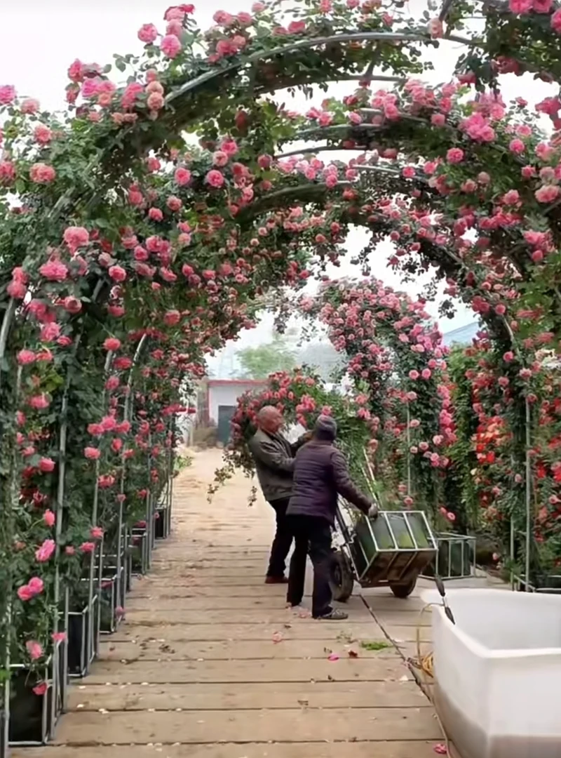 藤本拱门造型一物一拍专属链接