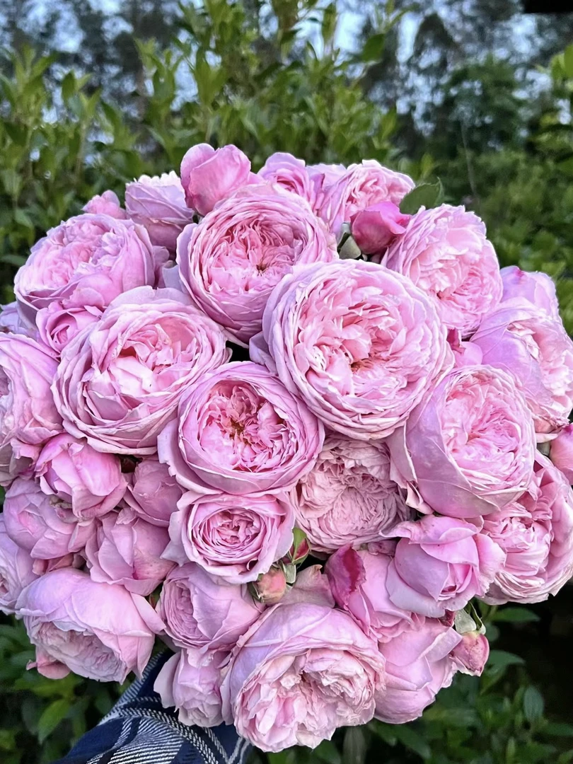 爬藤【自由精神】大花浓香多季节开花花量大
