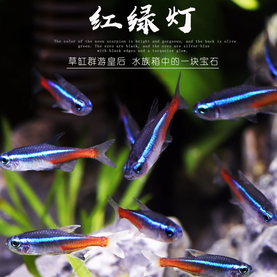 红绿灯灯科鱼热带鱼群游鱼群游观赏鱼缸红绿灯鱼小鱼观赏鱼霓虹灯