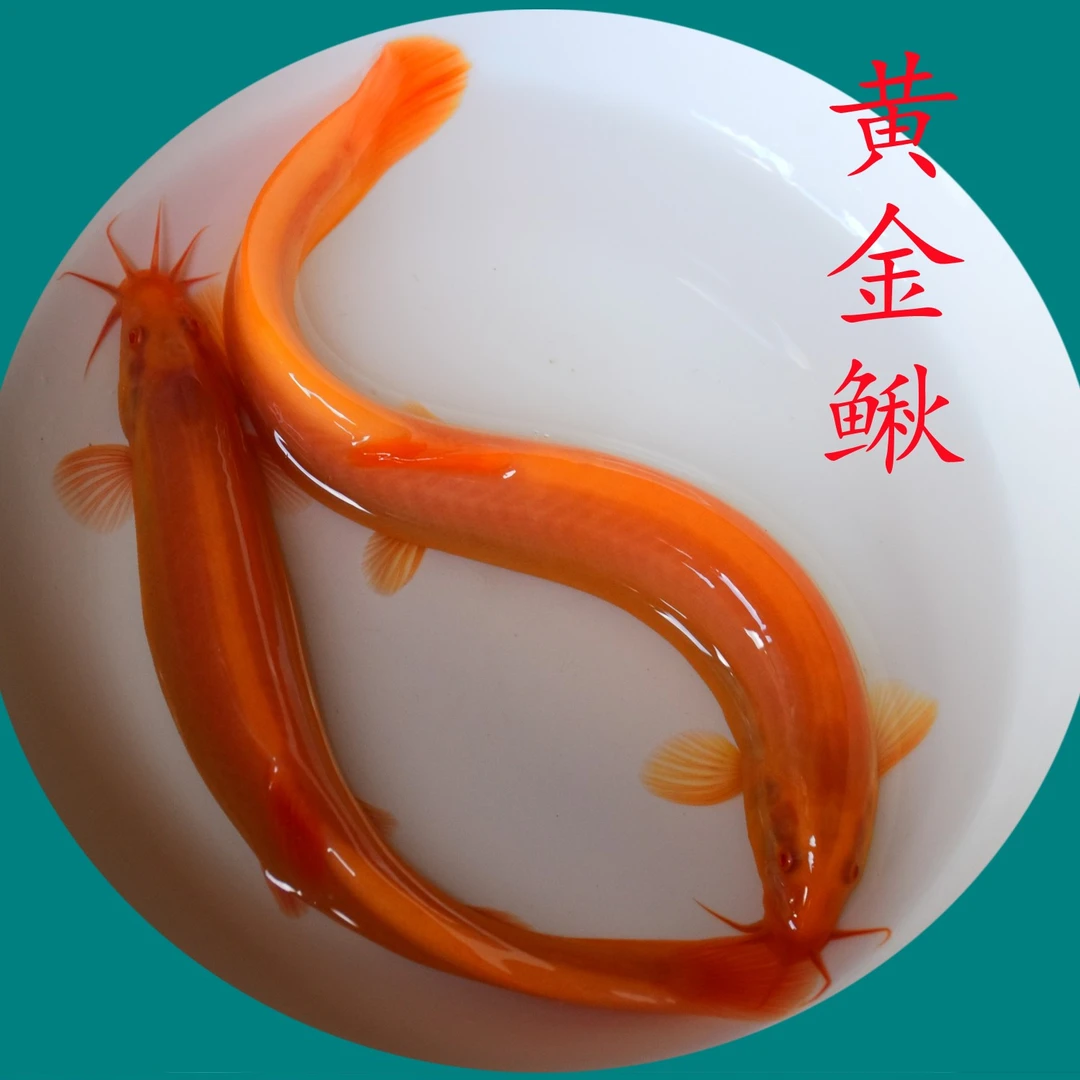 观赏鱼宠物活物黄金泥鳅好养耐活清洁鱼冷水鱼清道夫鱼工具鱼活体