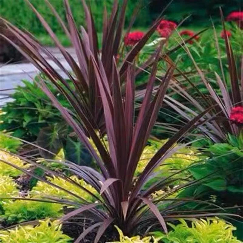 澳洲朱蕉红巨人盆栽四季观叶花卉庭院花坛造景花镜植物好养耐寒热