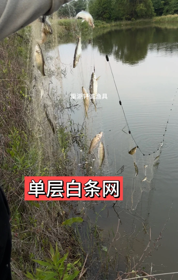 白条专用单层浮网沉网小鱼通吃款鱼网捕鱼丝网粘网白条手工编织