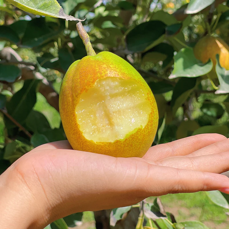 新疆库尔勒香梨