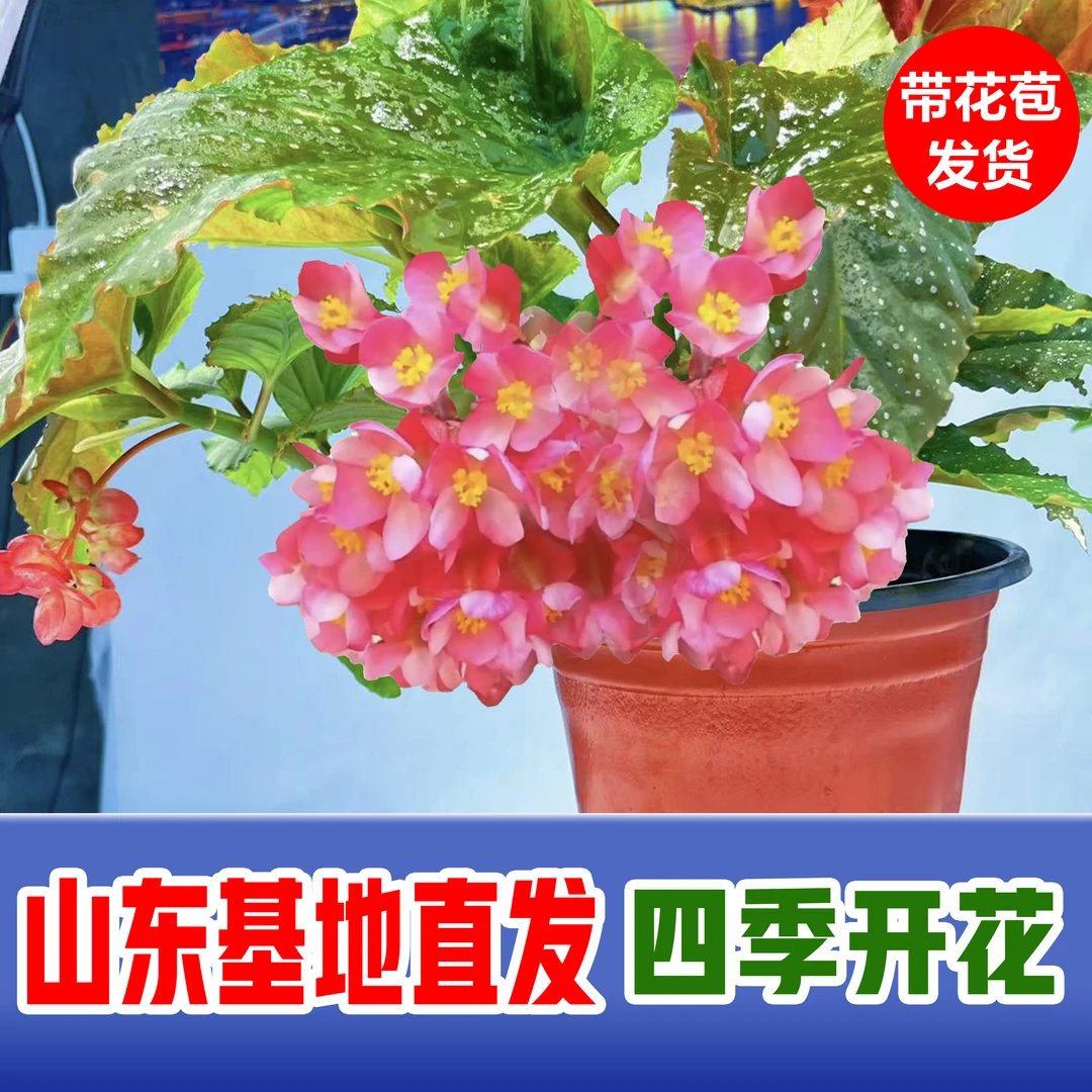 【爆款特惠】星空海棠 盆栽 四季开花 入门款爆花机器