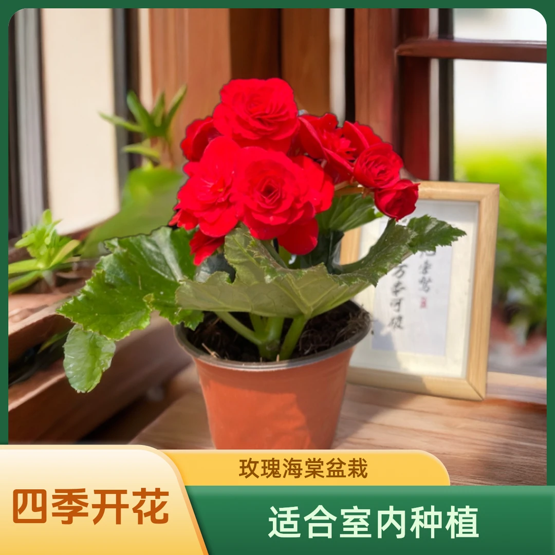 玫瑰海棠 两盆 盆栽四季开花