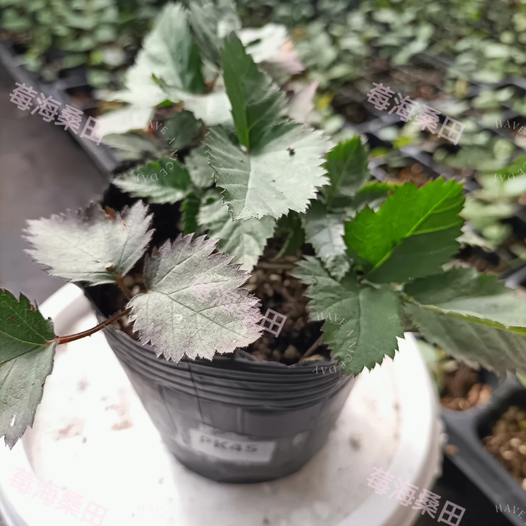 耐热品种PK45/153组培苗双季南北方地区种植新品种绿植盆栽