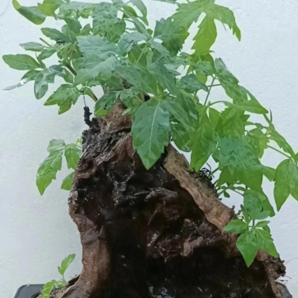 黄荆树桩各种盆景一物一拍