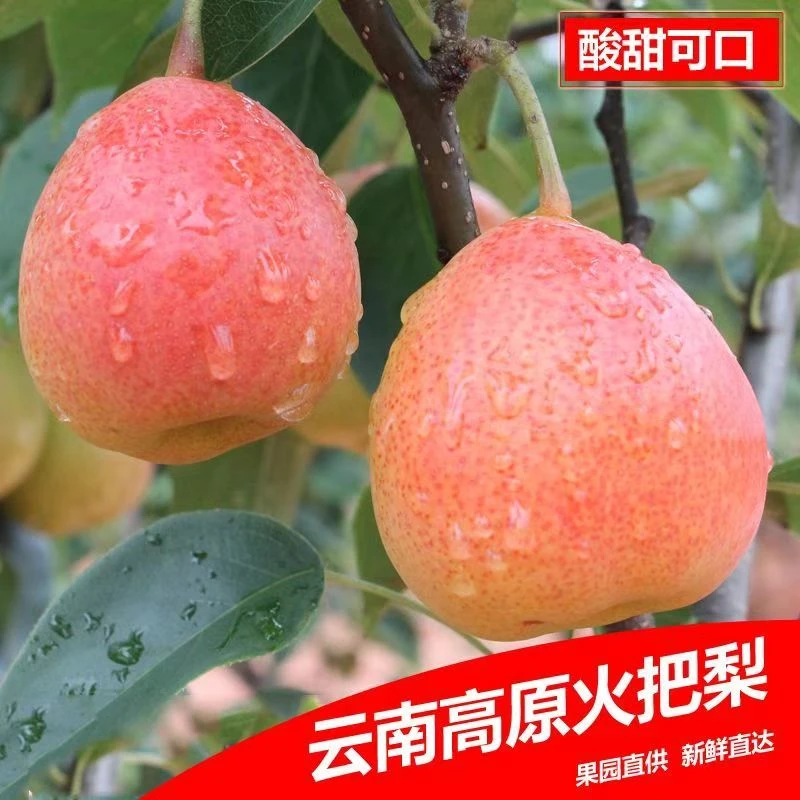 云南高原红梨酸甜多汁火把梨高原露天种植当天新鲜水果整箱包邮
