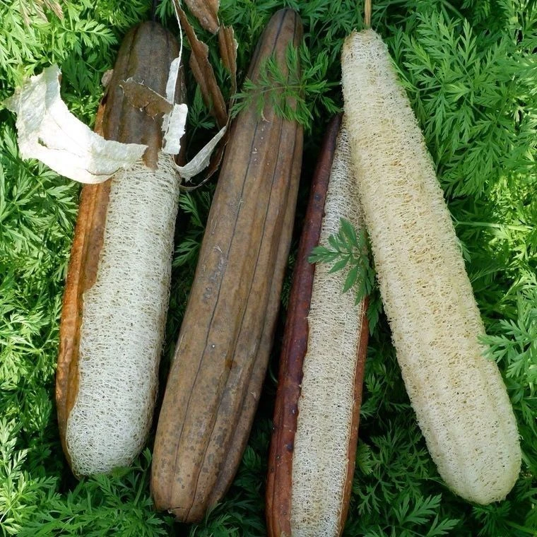 河南丝瓜老丝瓜带皮带籽河南专产丝瓜涮碗涮锅神器用包邮
