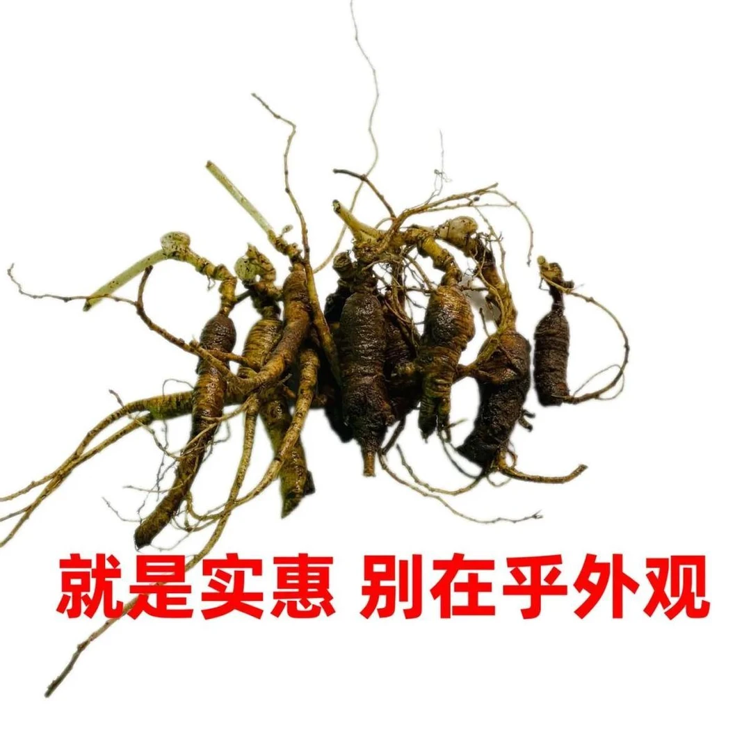 东北长白山林下参新鲜人参老山参煲汤泡酒泡茶