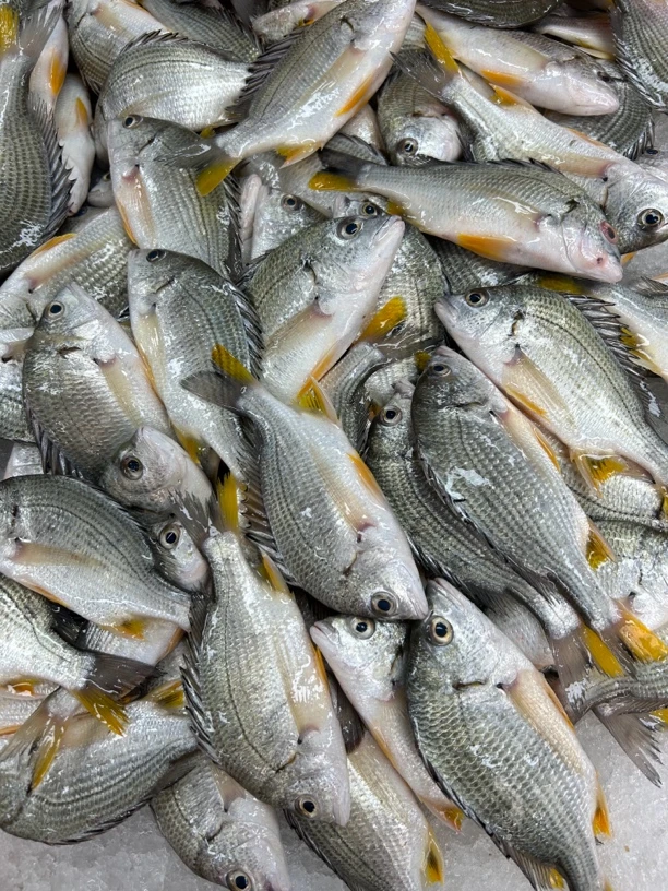 湛江本港新鲜黄脚立 黄翅鱼 一斤3条 帮杀损耗百分15到20左右